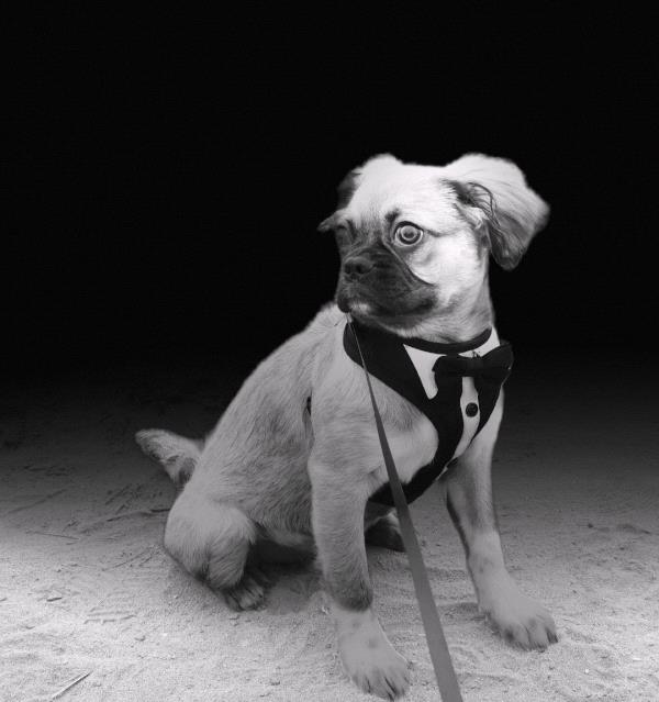 /images/uploads/pug nation rescue of los angeles/pugnation2024/entries/31259.jpg